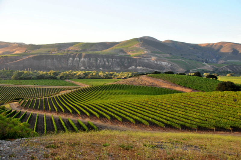 La Rinconada Vineyard