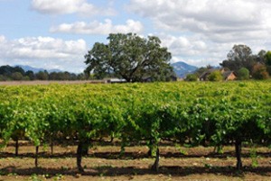 Lorenzo Vineyard