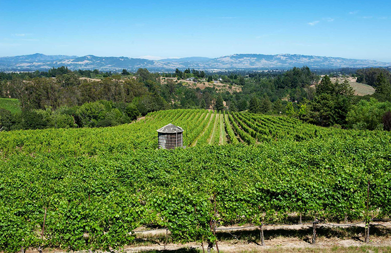 A History of Wine in California.