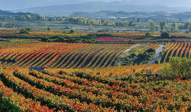 Patrocinio vineyards