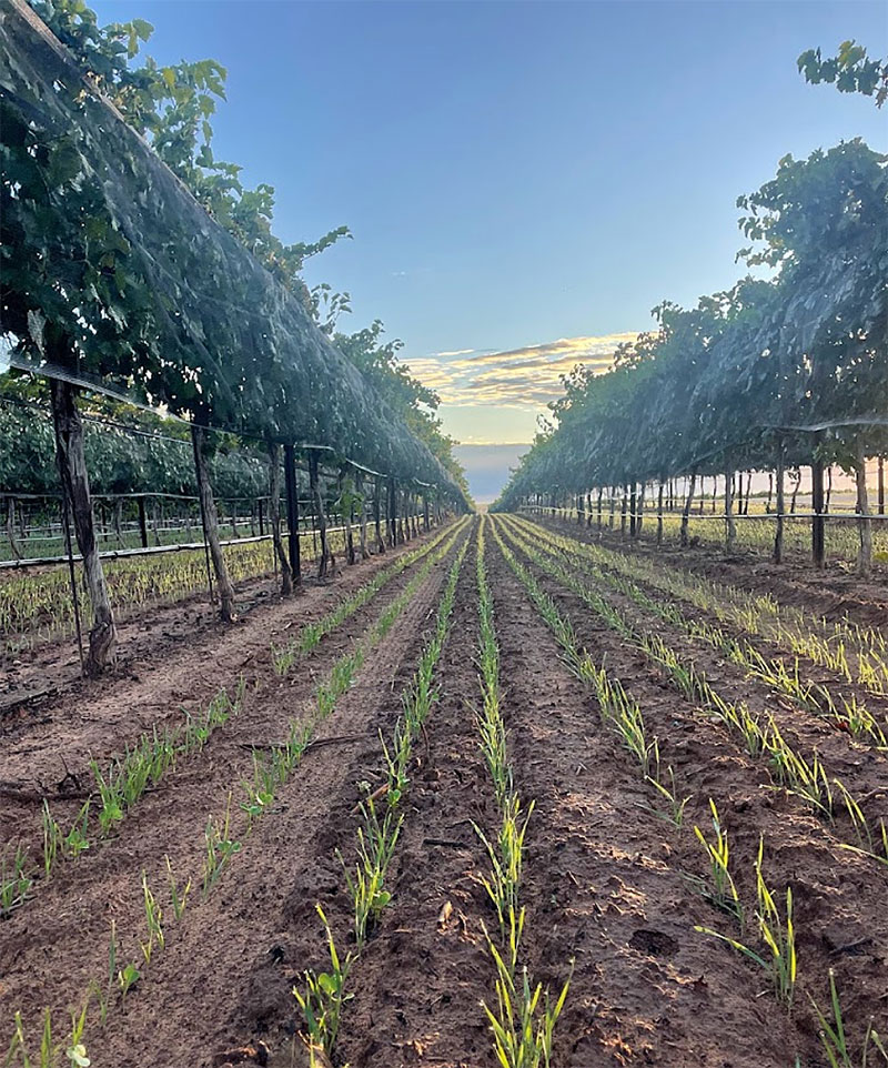 Desert Willow Vineyard