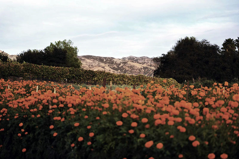 The estate vineyard.