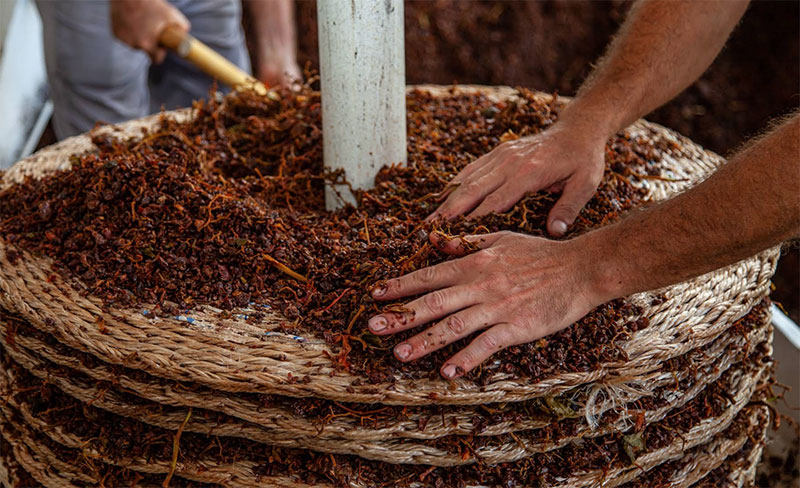 The dried grapes are stacked in a tall cylinder for pressing.