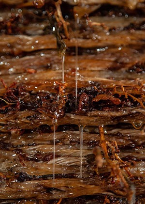 The juice being extracted.