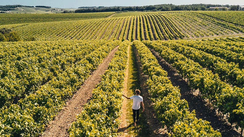 The vineyard.