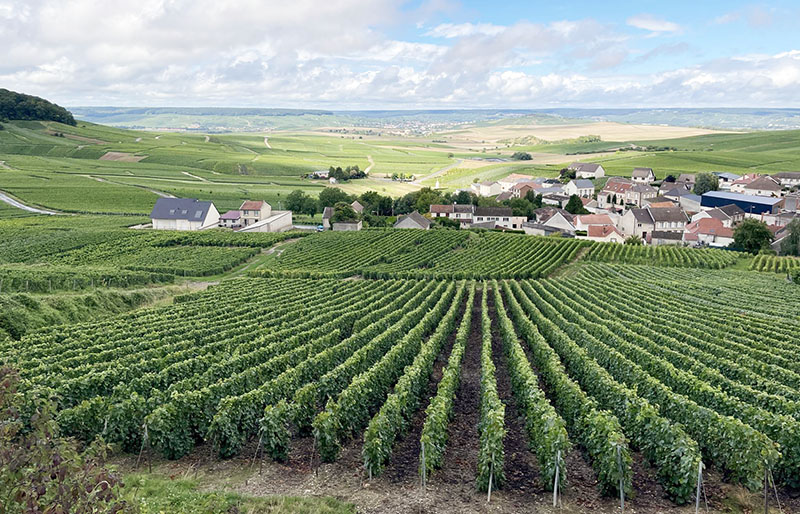 the vineyards