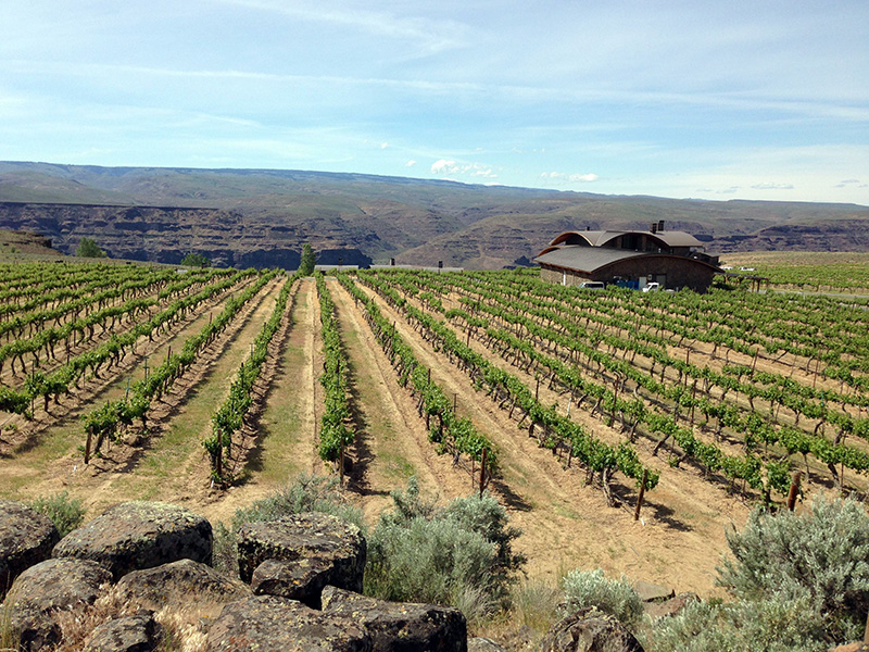 Evergreen vineyard. 