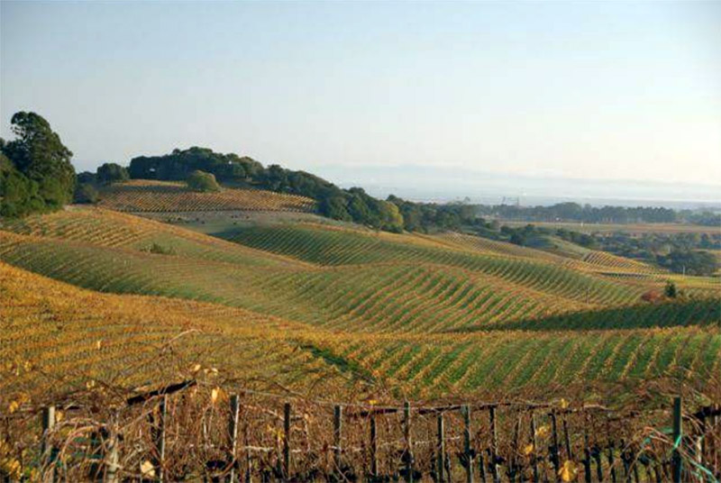 truchard vineyard